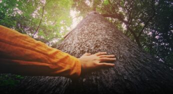 Benefícios da Conexão com a Natureza